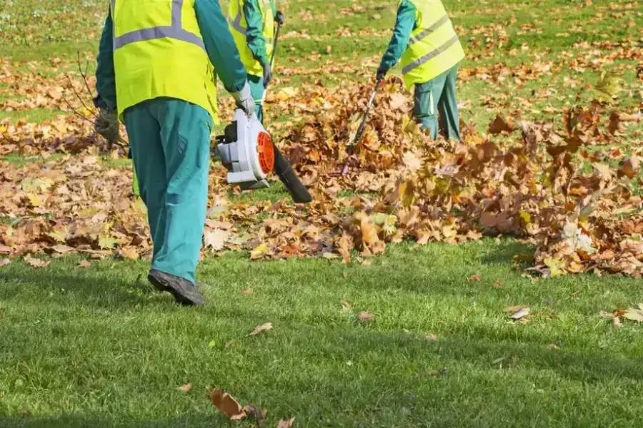 Leaf Removal