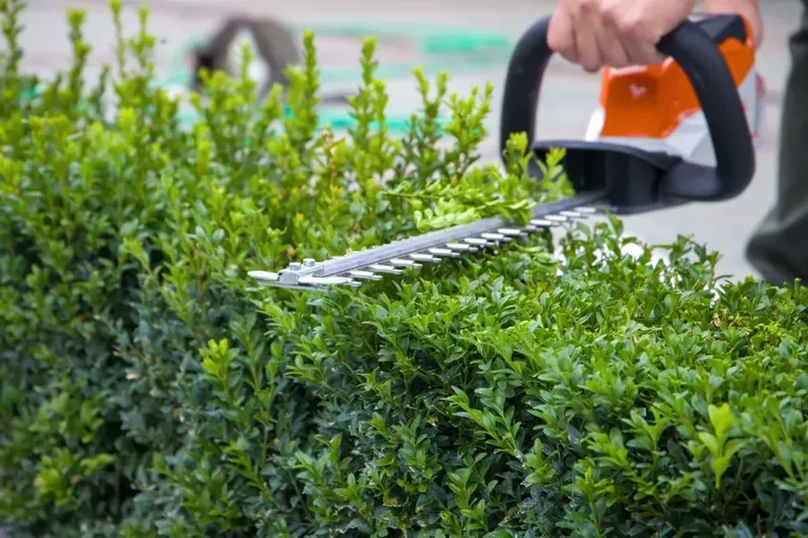 Plants Trimming